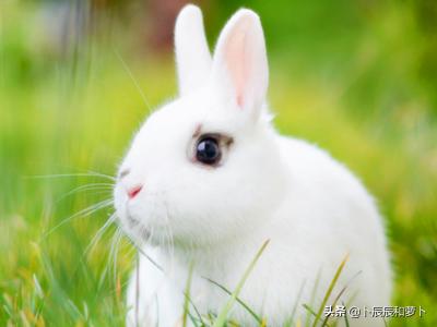 给兔子取名字，可爱的兔子名字大全？