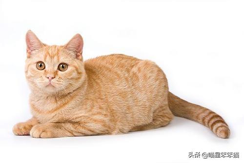 给猫咪取名有哪些方法？