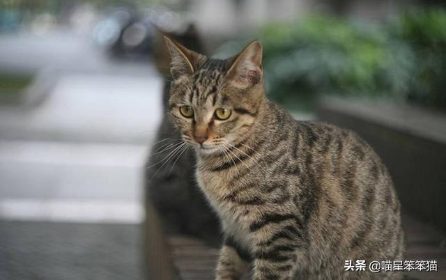 给猫咪取名有哪些方法？