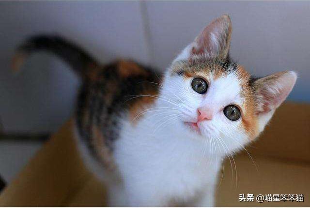 给猫咪取名有哪些方法？