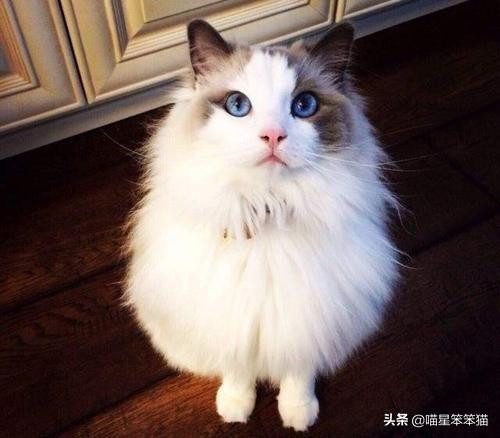 给猫咪取名有哪些方法？