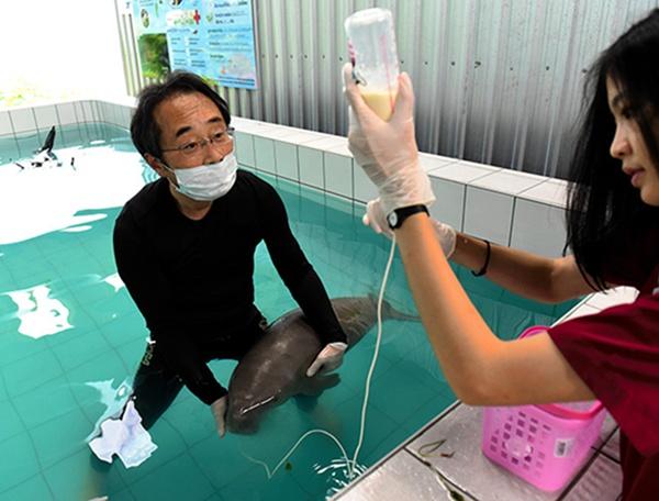 多巴水族馆专家帮助泰国工作人员饲养孤儿儒艮