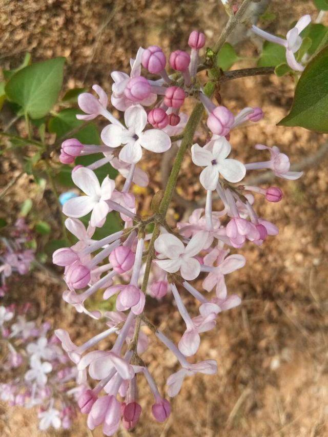 7种花，花语是思念，最适合中秋送给想念的人