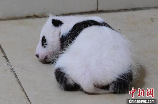 中国大熊猫保护研究中心航天熊猫宝宝正式取名“航宝”