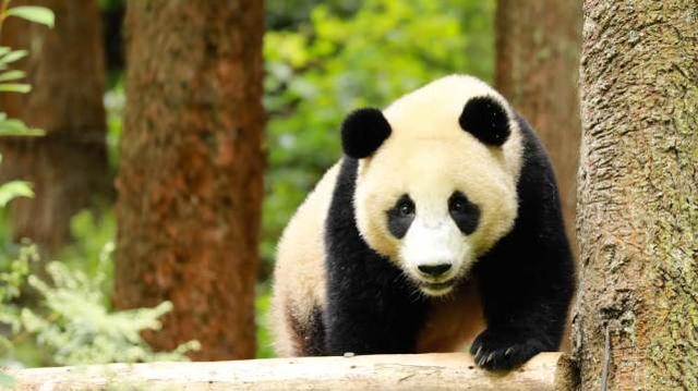 航天熊猫宝宝正式取名“航宝”