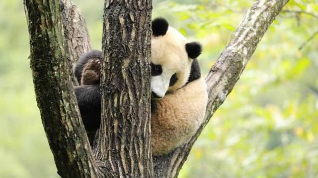 航天熊猫宝宝正式取名“航宝”