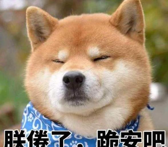 论中国宠主给狗取名方法，真的是把气质拿捏得死死的