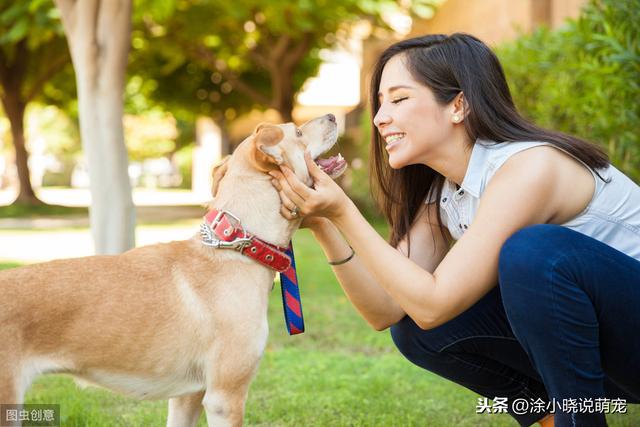 敲黑板！几分钟了解犬的疫苗接种