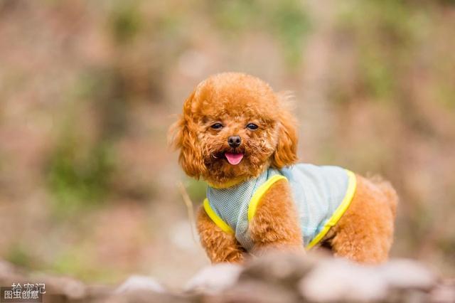 手把手教你饲养幼犬，让狗狗再也不舍得离开你