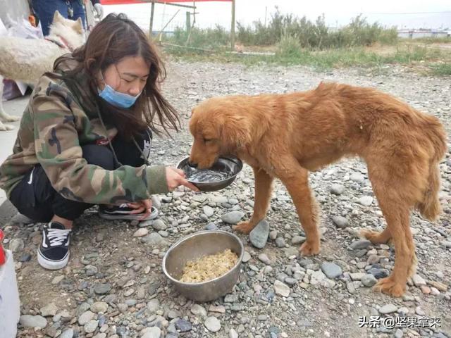 流浪狗太可怜了，我看哭了