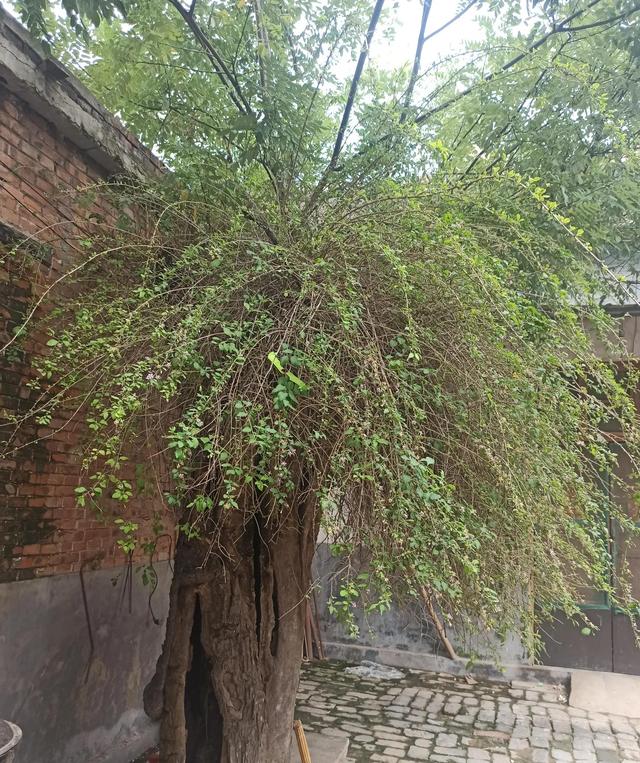 曹县青菏街道村名志