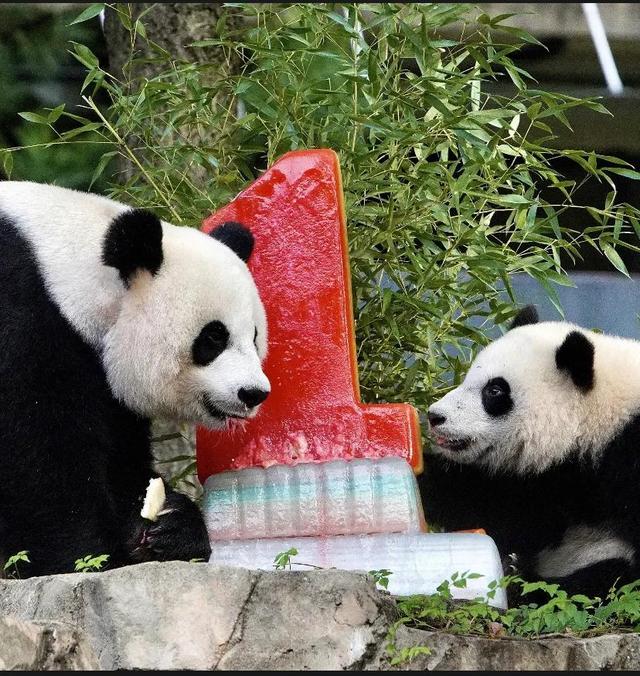 大熊猫小奇迹1岁