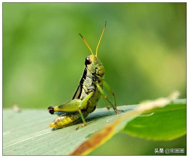 五上第一单元优秀习作集