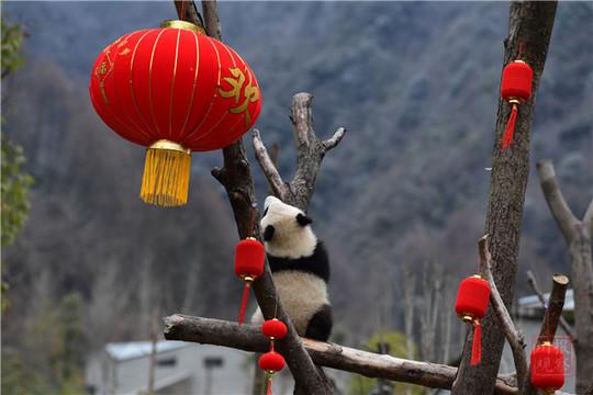 视频丨20只“圆滚滚”集体拜年，请收下这份2020年最萌祝福