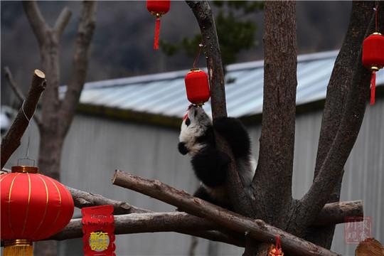 视频丨20只“圆滚滚”集体拜年，请收下这份2020年最萌祝福