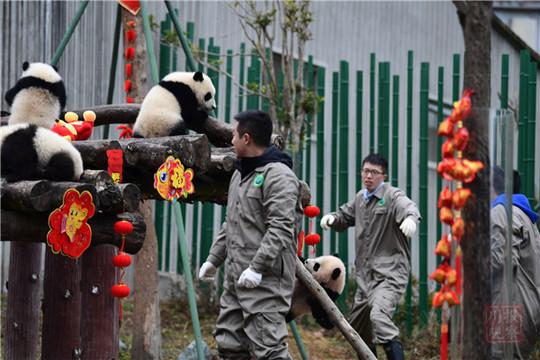 视频丨20只“圆滚滚”集体拜年，请收下这份2020年最萌祝福