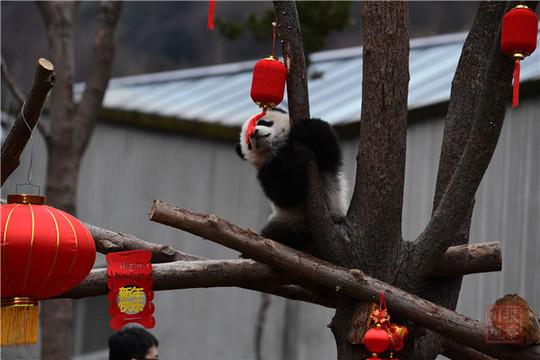 视频丨20只“圆滚滚”集体拜年，请收下这份2020年最萌祝福