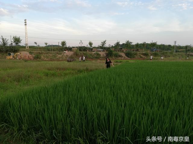 广州北，有个让你暂离城市繁忙浮躁，回归自然休闲的地方—红梨村