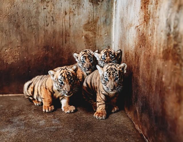 网友们，上海动物园邀请你来给4只华南虎“姐妹花”起名