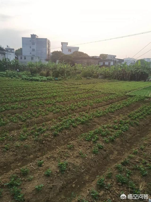 农谚“谷雨无雨，后来哭雨”啥意思？谷雨节气下雨有什么说法？