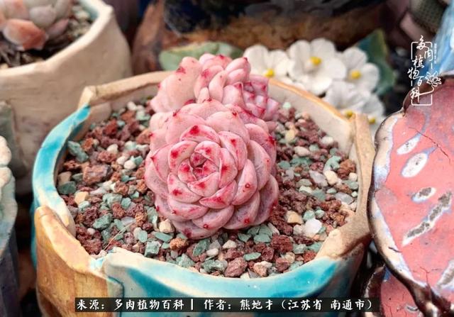 我与多肉植物百科的398天离别又重逢