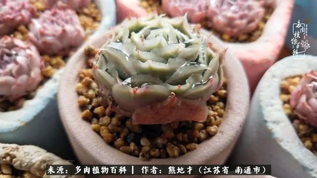 我与多肉植物百科的398天离别又重逢