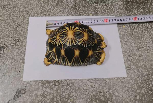 重庆大学生网购濒危动物辐射陆龟当宠物，网上转卖被警方抓获