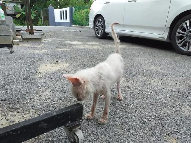 流浪猫又脏又臭来院子里求助，5个月后蜕变成一只仙女猫