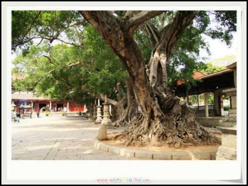 黄姓(29)｜福建泉州开元寺所在地，是江夏紫云派始祖黄守恭献出的桑园地