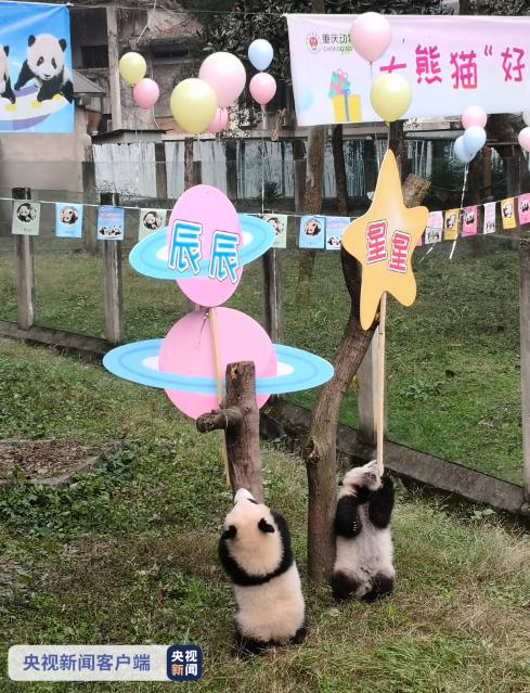 “星星&辰辰 奇珍&奇宝”重庆动物园两对熊猫双胞胎有名字啦