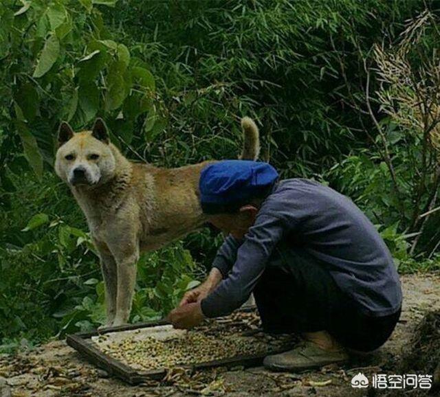 “狗狗是有灵性的”这句话，你们相信吗？