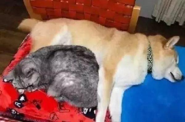 一起长大的猫咪去世后，狗狗变得越来越忧郁，直到这只橘猫的出现