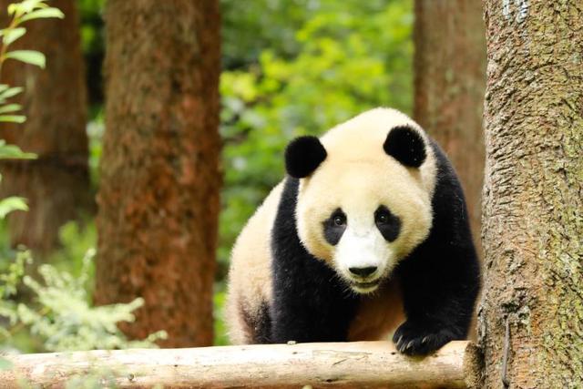 航天大熊猫宝宝正式取名“航宝”