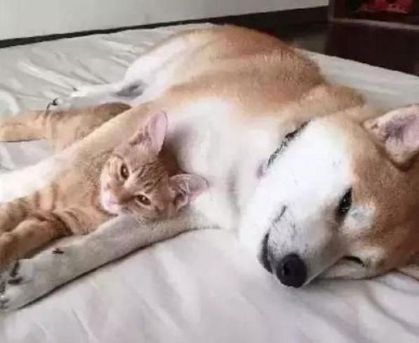 一起长大的猫咪去世后，狗狗变得越来越忧郁，直到这只橘猫的出现