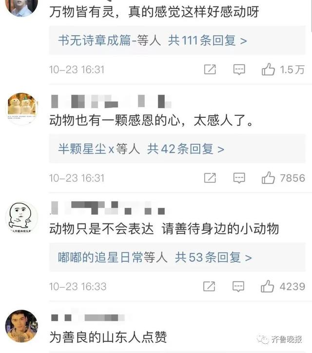 热搜第一！山东人到底多有爱？天鹅在这被救助，曾不吃不喝等恩人