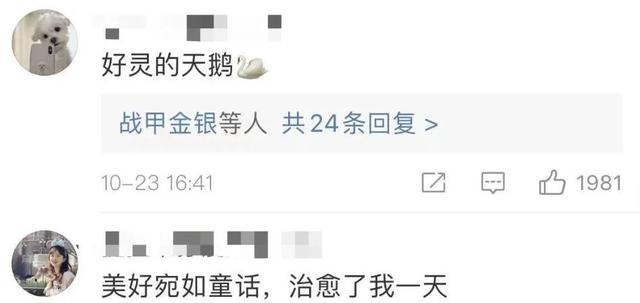 热搜第一！山东人到底多有爱？天鹅在这被救助，曾不吃不喝等恩人