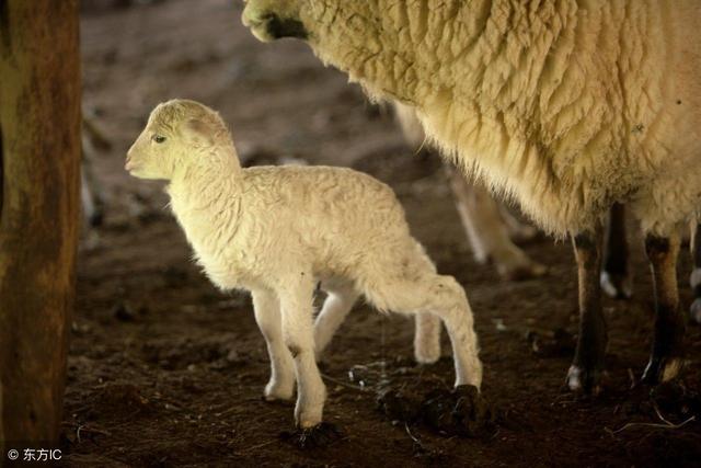 比较适合给羊属性的宝宝取名有哪些