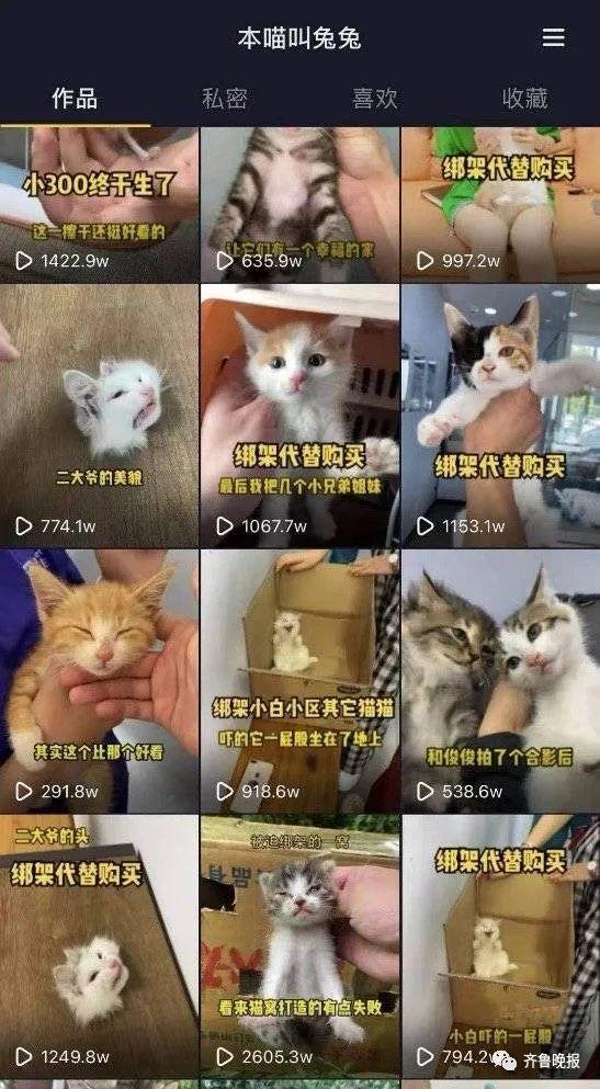 济南猫咪