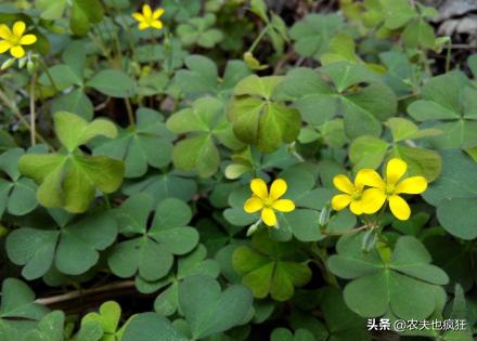 农村1种酸酸野草，根茎似人参，人称“土人参”，80后当零食吃