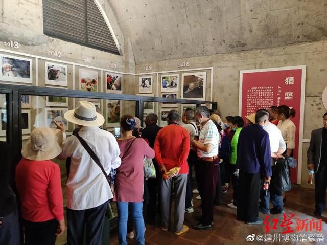 建川博物馆称14岁“猪坚强”可能即将走完生命旅程 樊建川：情况很糟了