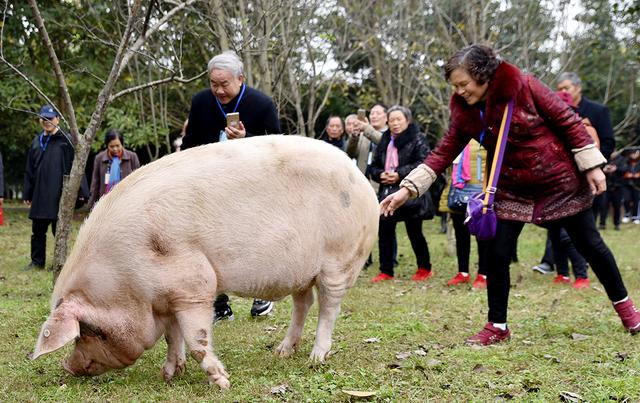 图忆｜汶川地震十三周年：回忆未曾忘却，“猪”依然“坚强”