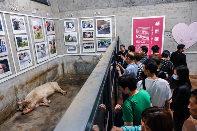 图忆｜汶川地震十三周年：回忆未曾忘却，“猪”依然“坚强”