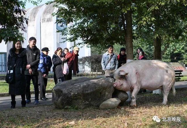 情况很糟了，14岁“猪坚强”可能即将走完生命旅程