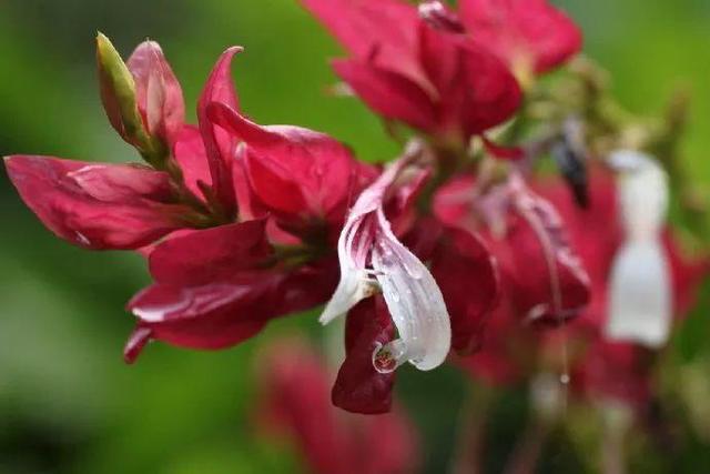 这7种花命里带金，个个都有好兆头，养起来就没头