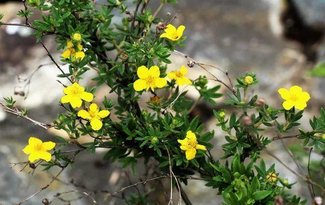 这7种花命里带金，个个都有好兆头，养起来就没头