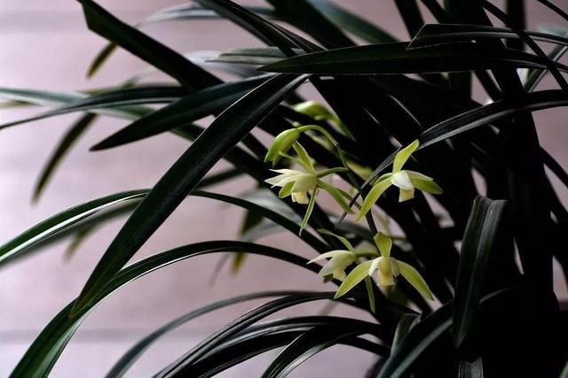 兰花最全养护要点，一年四季绿油油，开花还能香满屋