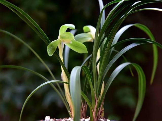 兰花最全养护要点，一年四季绿油油，开花还能香满屋