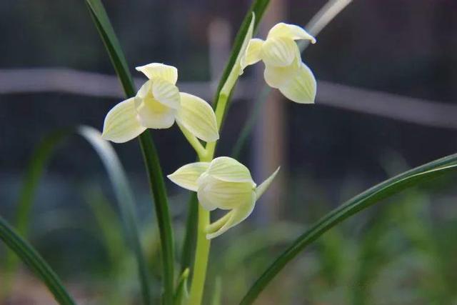 兰花最全养护要点，一年四季绿油油，开花还能香满屋