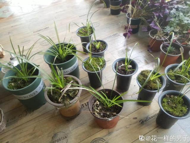 兰花最全养护要点，一年四季绿油油，开花还能香满屋