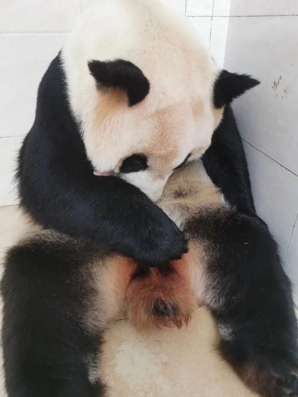喜报！2只大熊猫同日诞下双胞胎，怎么取名呢？